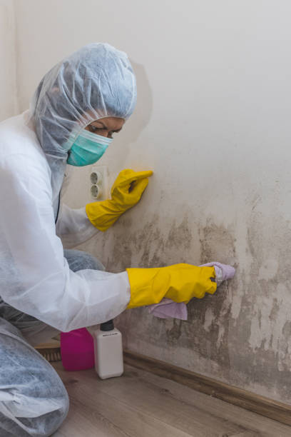 Best Mold Remediation for Healthcare Facilities  in Stinnett, TX