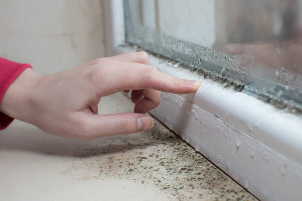 Best Post-Construction Mold Inspection  in Stinnett, TX