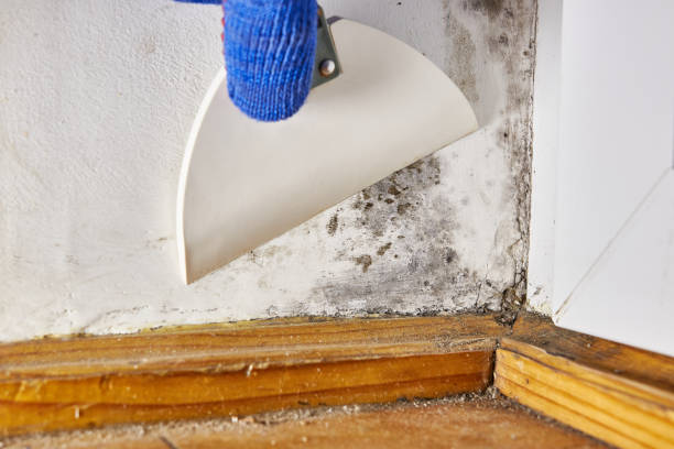 Best Industrial Mold Remediation  in Stinnett, TX