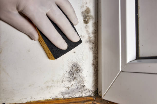 Best Commercial Mold Inspection  in Stinnett, TX